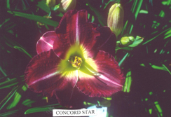 Concord Star